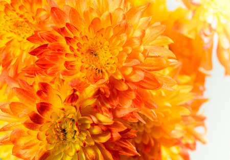 Bunch of orange chrysanthemumsの写真素材