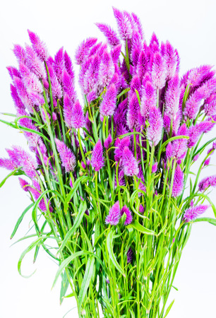Bunch of purple cattail flower showing stems and leaves on white backgroundの写真素材