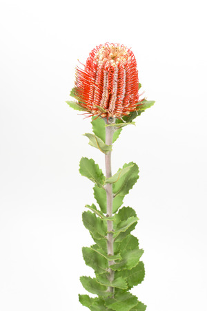 one long stem red grevilleaの写真素材