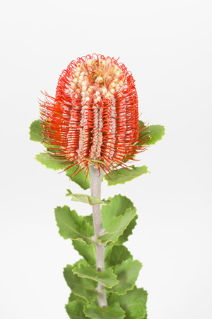 one long stem red grevilleaの写真素材