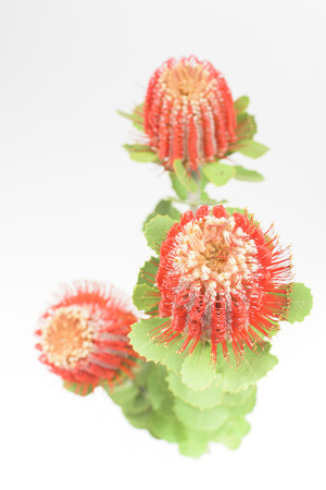 three red grevillea flowersの写真素材