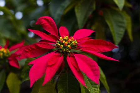 Vibrant red pointsetia bloom with yellow stamenの写真素材