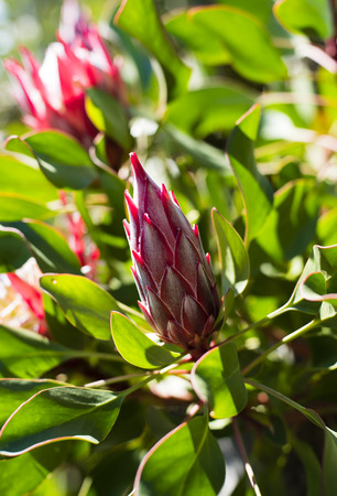 New red protea bllom before it bloomsの写真素材