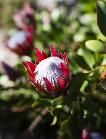 Red and white protea bloom in a bushの写真素材