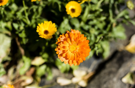 Orange flower with yellow flowers in the backgroundの写真素材