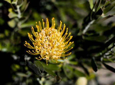 Vibrant yellow protea bloomの写真素材