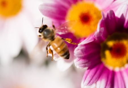 Daisies with bee