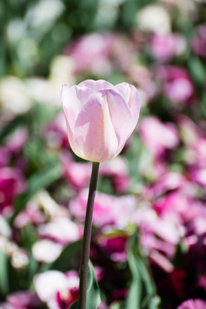 Single pink tulip flower on background of purpleの写真素材