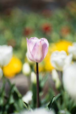 Pink tulip bloom against the backdrop of orange and white tulipsの写真素材