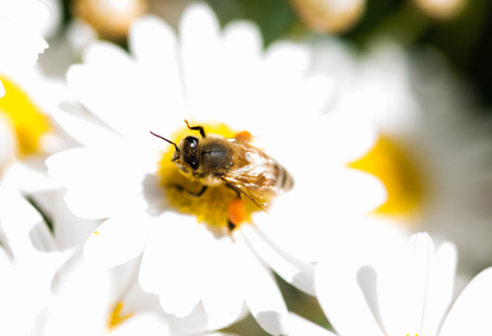 Bee on flower whith legs coated in orange pollen