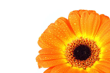 isolated orange gerberer flower with waterdripsの写真素材