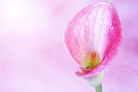 calla with pink backgroundの写真素材