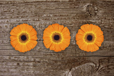 three gerbera on woodの写真素材