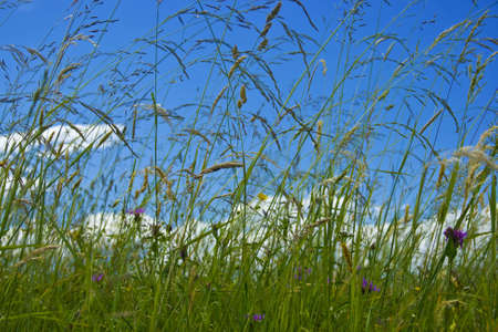 fresh grass with flowers and a blue skyの写真素材