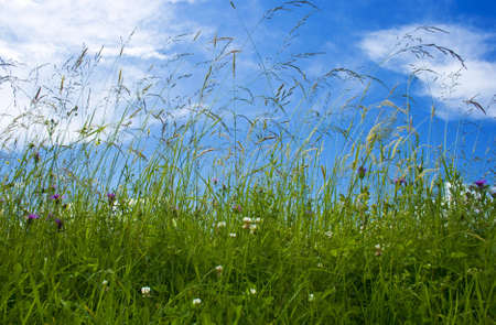 fresh grass with flowers and a blue skyの写真素材