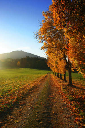 bavarian landscape with maple trees in autumn at sunsetの写真素材