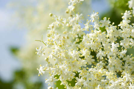 fresh elder in springtime in the gardenの写真素材