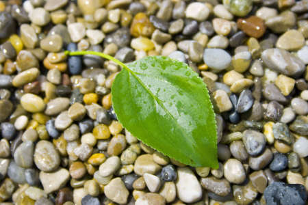 green leaf on little pebbles
