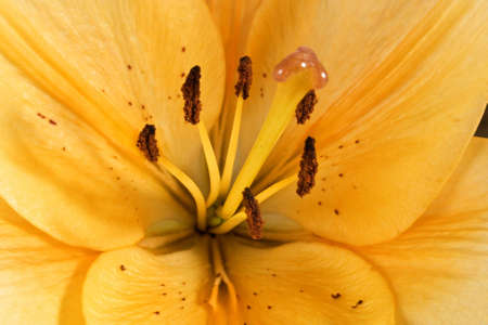 macro of a orange powerfull lily flowerの写真素材