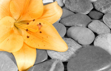 beautiful blossom of a lily flower with little stonesの写真素材