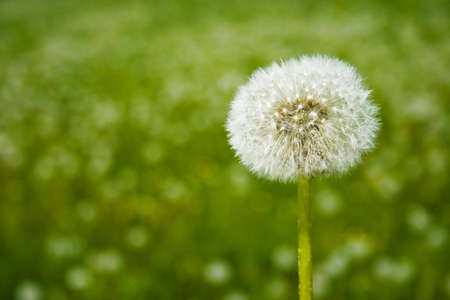 nice dandelion in the garden at springtimeの写真素材