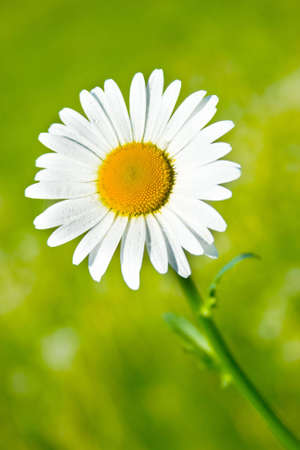 fresh and beautiful daisy flower in the gardenの写真素材