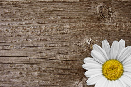 a beautiful daisy blossom on old woodの写真素材