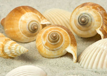 nice different shells lying on white sandの写真素材