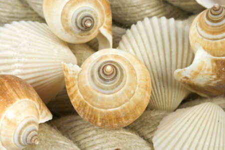 nice different shells lying on white sand