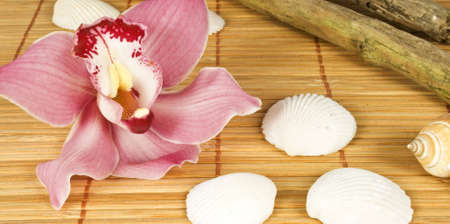 blossom of a orchid with white shells on a bast matの写真素材