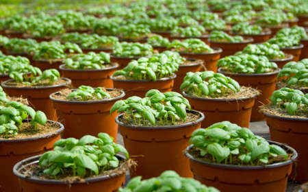 plantation of fresh aromatic and basilの写真素材