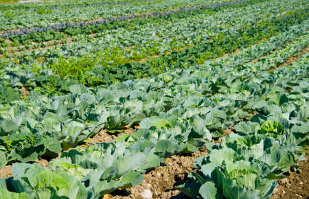 plantation of white cabbageの写真素材