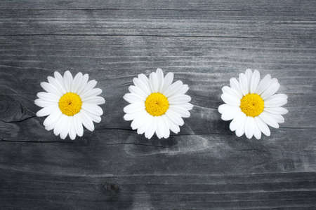 three daisy flowers on a old piece of woodの写真素材