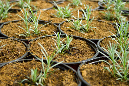 plantation of green and tasty rosemaryの写真素材