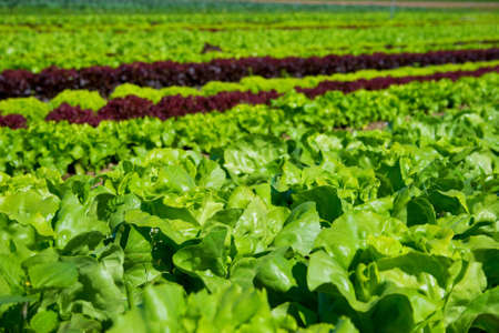 field of fresh and tasty salad/lettuce plantationの写真素材