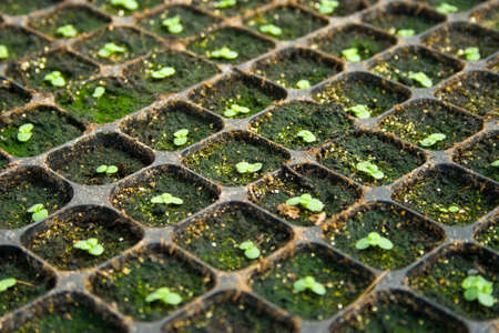 plantation of little seedlingsの写真素材