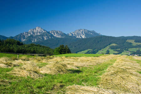 bavarian landscape with beautiful mountains and corn fieldの写真素材