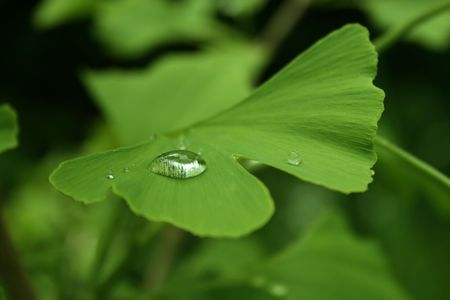 green ginkgo leaf with a waterdrip on the surfaceのeditorial素材