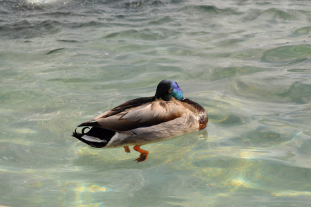 Duck swimming in crystal clear watersの写真素材