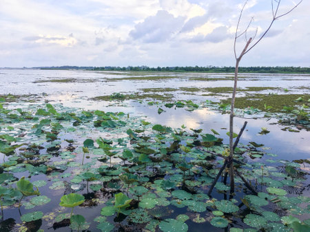Lake of Lotusの素材