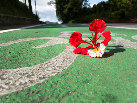 The flowers of the Flame Tree on the bike lane.の写真素材