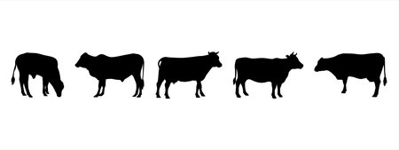 Cow silhouettes isolated on white background. Farm animal. Vector illustrationのイラスト素材