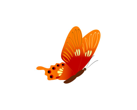 beautiful orange butterflies, isolated on a white background. vector illustrationのイラスト素材