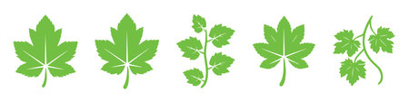 Set of green leaves isolated on a white background. Vector illustration.のイラスト素材