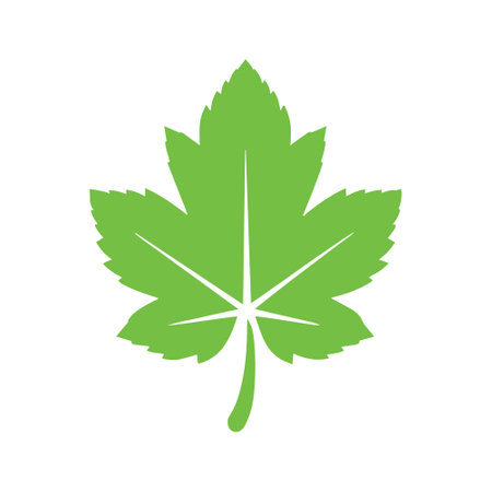Green maple leaf icon isolated on white background for your web and mobile app designのイラスト素材