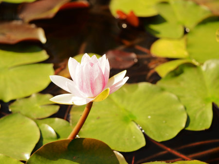 Lotus Flowerの写真素材
