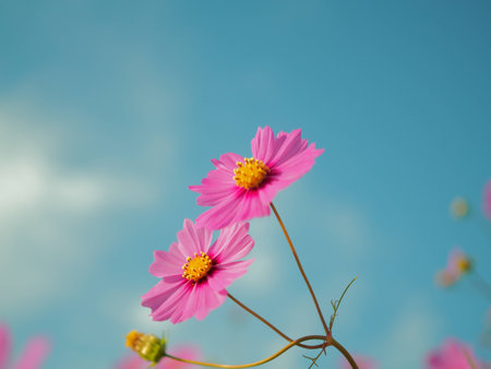 Cosmosの写真素材