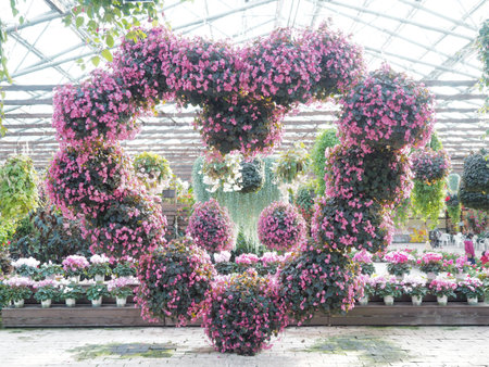 Heart of Begoniaの写真素材