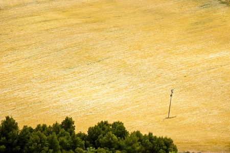 Castilian landscape with done mowing and pine trees in the boundary of the parcelの写真素材