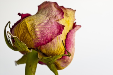 Pink dry on a white backgroundの写真素材